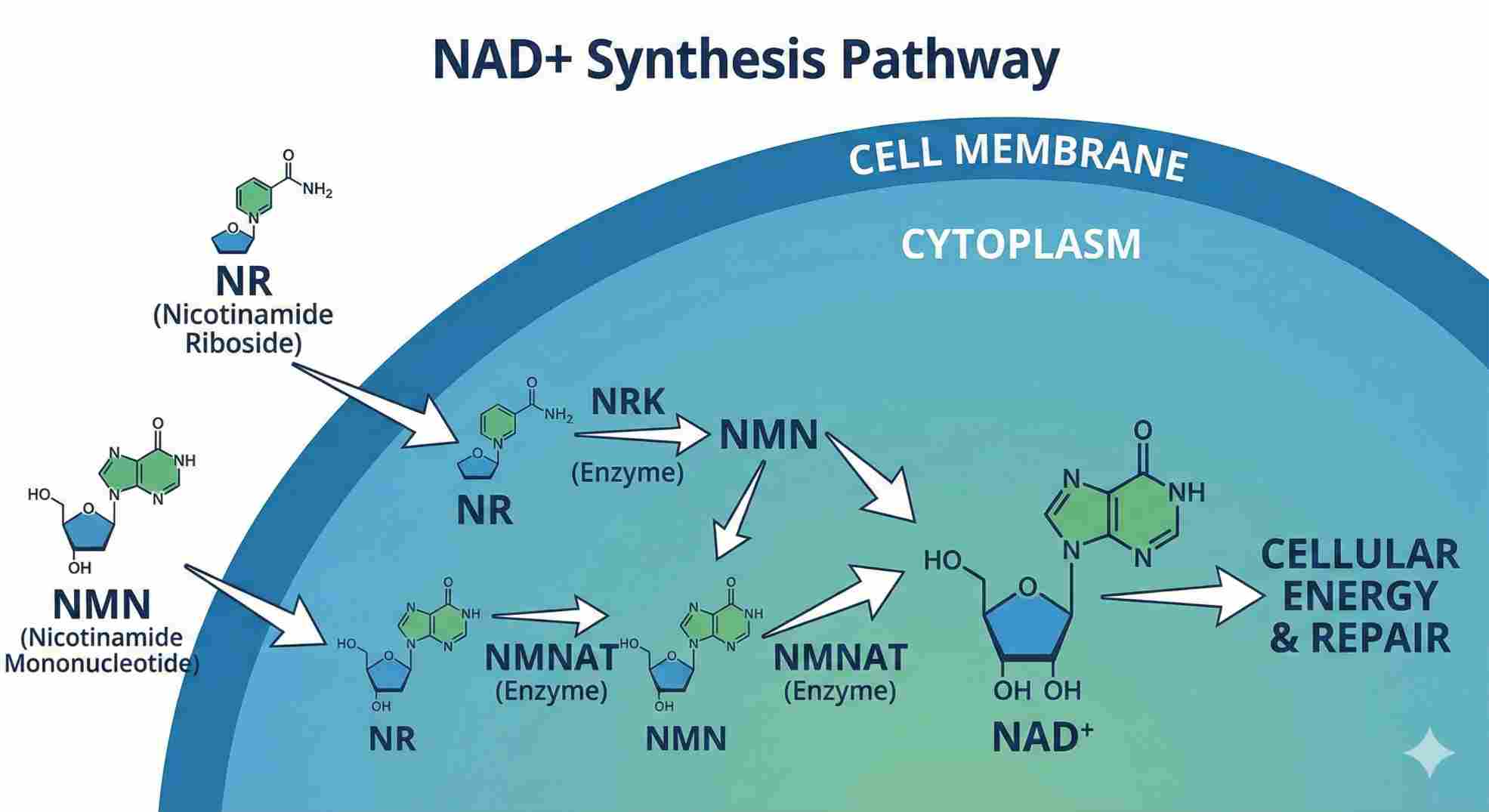 Chart showing how NMN and NR supplements increase mitochondrial function