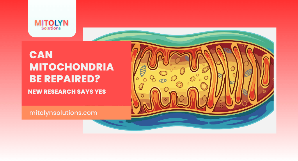 Can Mitochondria Be Repaired? New Research Says Yes