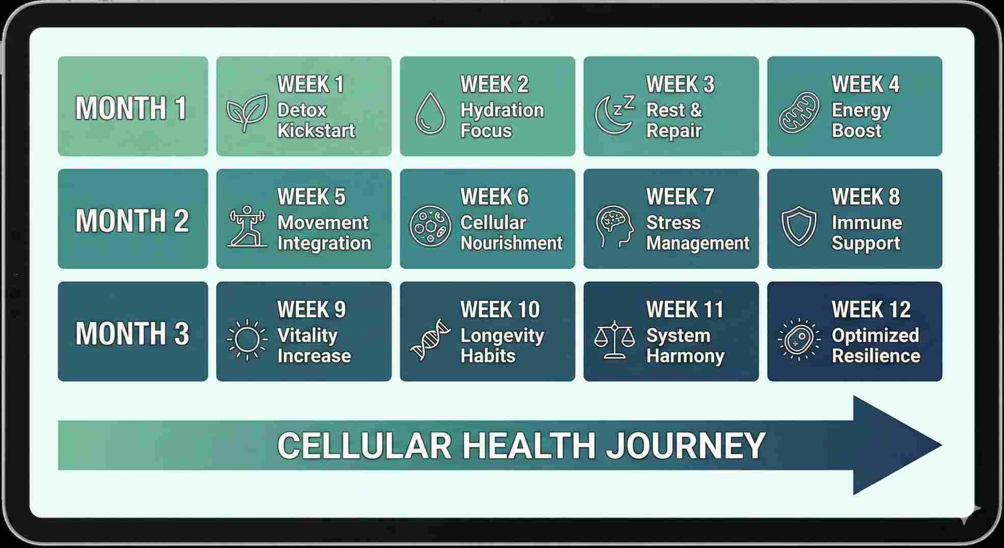timeline showing how long does it take to increase mitochondria