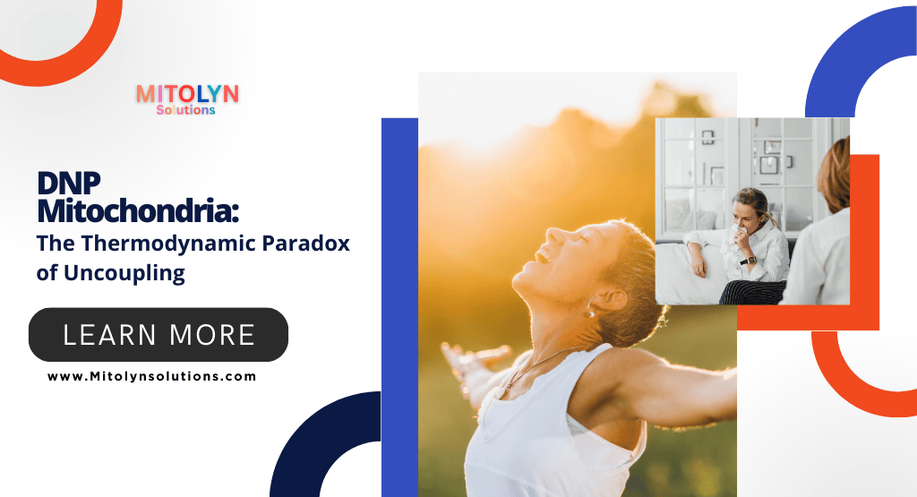 DNP Mitochondria: The Thermodynamic Paradox of Uncoupling