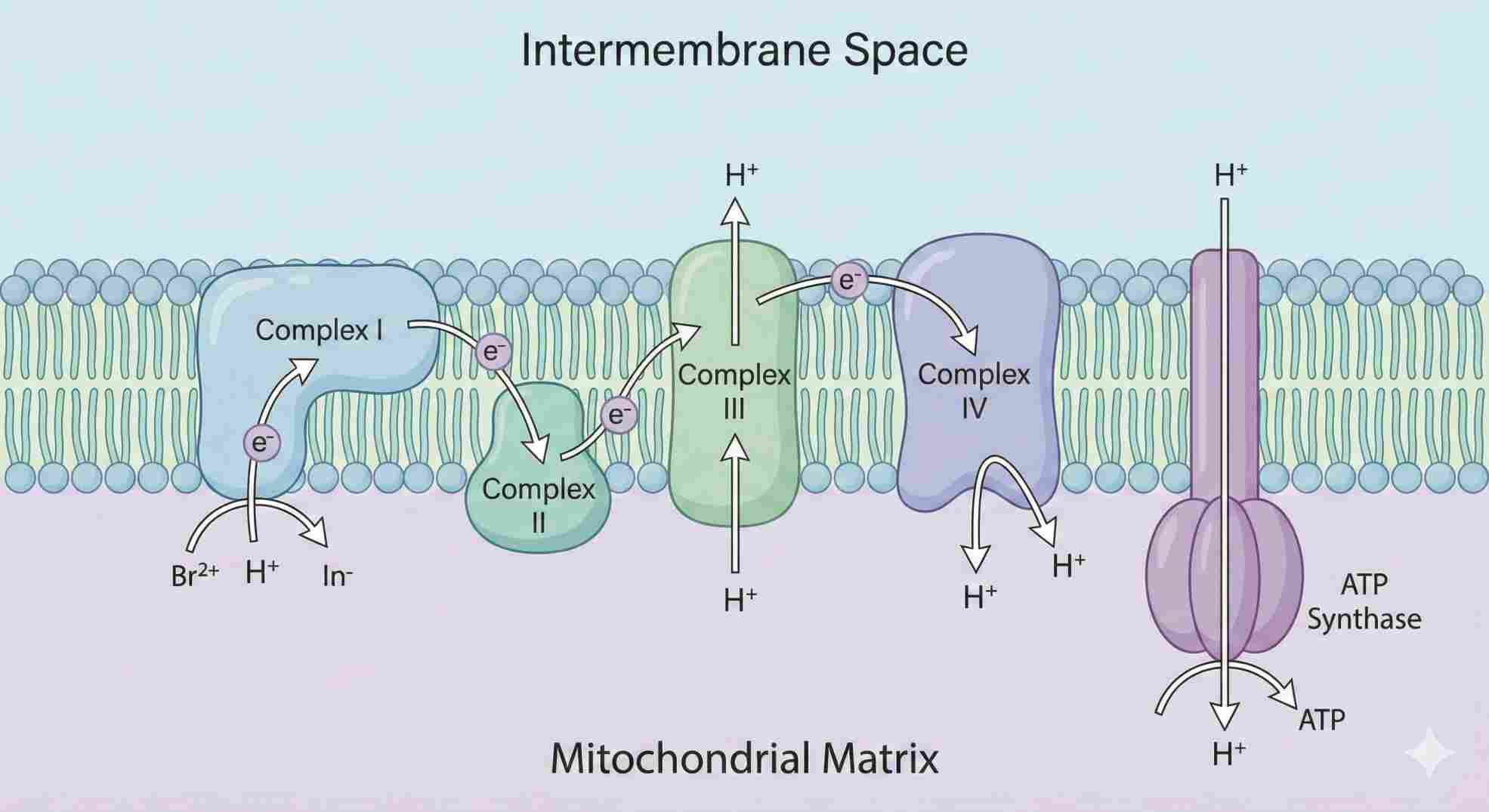 Diagram of Electron Transport Chain and DNP proton leak mechanism