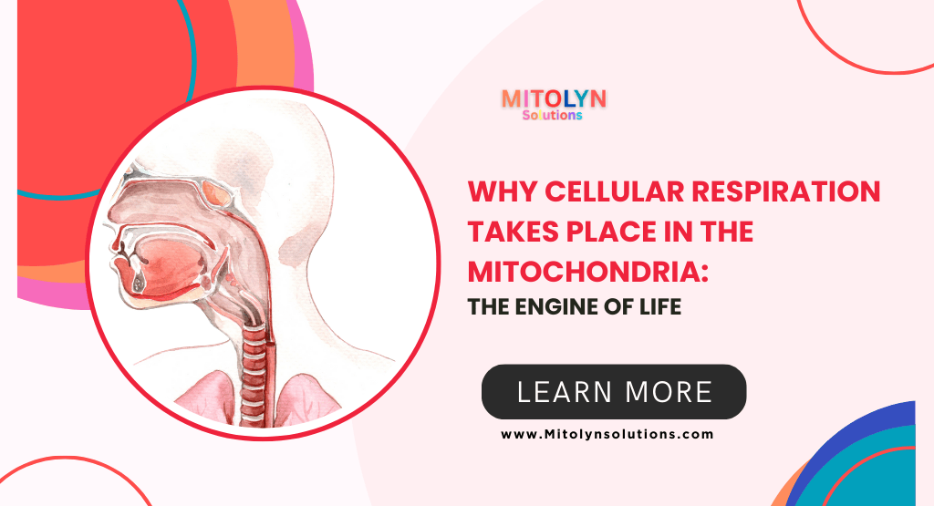 Why Cellular Respiration Takes Place in the Mitochondria: The Engine of Life