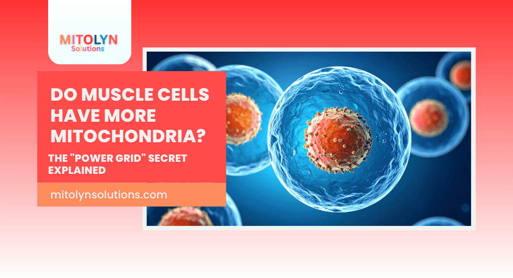 Do Muscle Cells Have More Mitochondria? The “Power Grid” Secret Explained