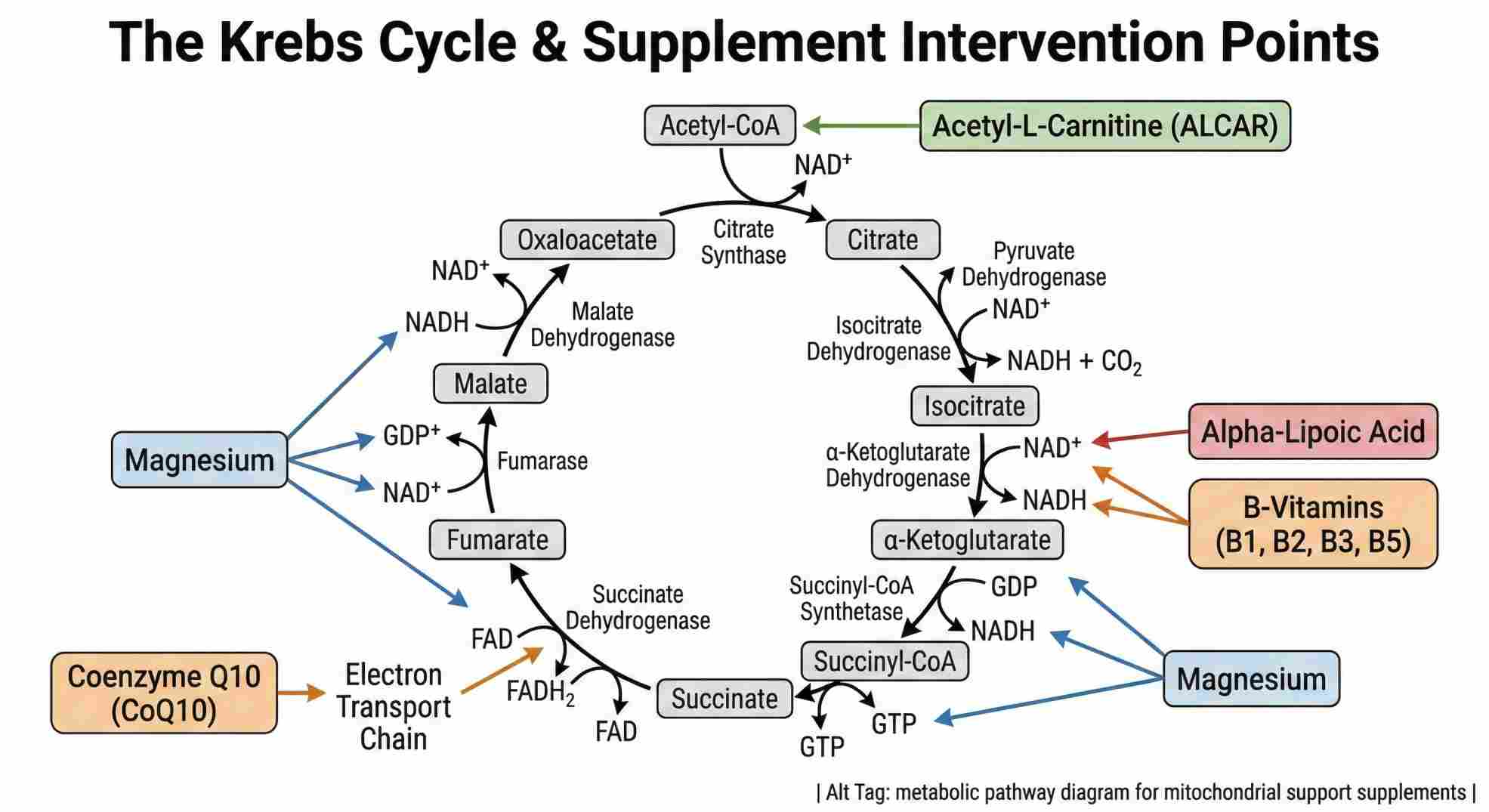 metabolic pathway diagram for mitochondrial support supplements